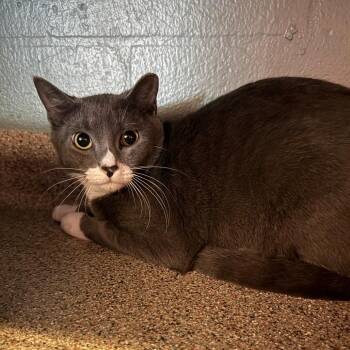 Domestic Short Hair Cats Available for Adoption - Sylvie | PetCurious