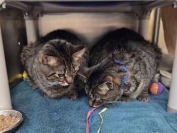 Mateo -  Domestic Short Hair Cat for Adoption in Westland, Michigan - Mateo | PetCurious