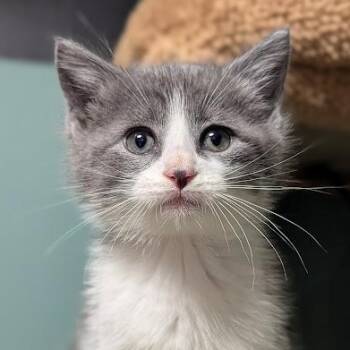 Scrappy-Doo -  Domestic Short Hair Cat for Adoption in Shippenville, Pennsylvania - Scrappy-Doo | PetCurious