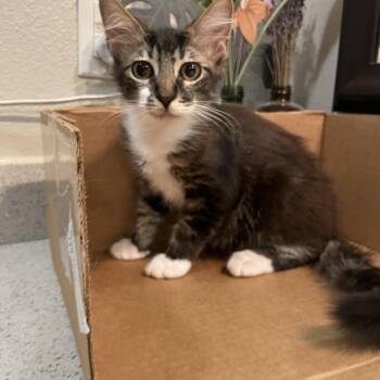 Domestic Short Hair Cats Available for Adoption - Pugsley | PetCurious