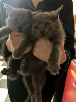 Russian Blue Cats Available for Adoption in Napa, California - Princess Leia ( EE) | PetCurious