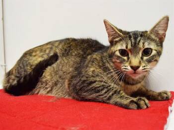 Domestic Short Hair Cats Available for Adoption in Sacramento, California - MIMI (GARDEN CAT) | PetCurious
