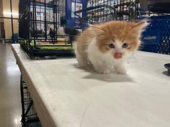 Tormund -  Domestic Medium Hair Cat for Adoption in Shawnee, Kansas - Tormund | PetCurious