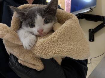 Rescue Domestic Short Hair Cats for Adoption in Fremont, California - LITTLE BOB | PetCurious