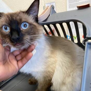 Domestic Short Hair Cats Available for Adoption - CO CO | PetCurious