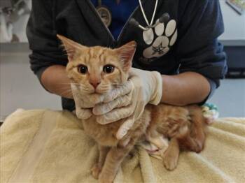 FRESHY -  Domestic Short Hair Cat for Adoption in Santa Fe, New Mexico - FRESHY | PetCurious
