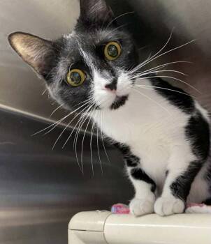 Rescue Domestic Short Hair Cats for Adoption in Bridgewater, New Jersey - Molly | PetCurious
