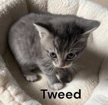 Tweed -  Tabby Cat for Adoption in Weems, Virginia - Tweed | PetCurious
