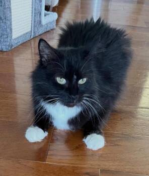 Ari -  Domestic Medium Hair Cat for Adoption in Blountville, Tennessee - Ari | PetCurious