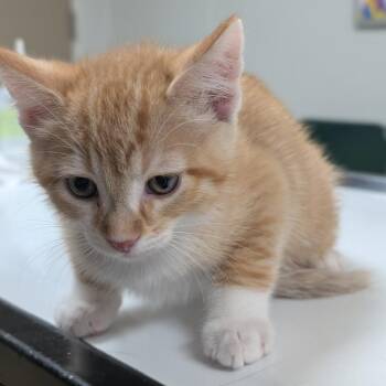 Socks -  Domestic Short Hair Cat for Adoption in Canton, Illinois - Socks | PetCurious