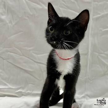 Lennox -  Domestic Short Hair Cat for Adoption in Washington, District Of Columbia - Lennox | PetCurious