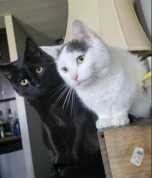 Atari and Sega (Courtesy Post-Bonded Pair) -  Domestic Short Hair Cat for Adoption in Cincinnati, Ohio - Atari And Sega (Courtesy Post-Bonded Pair) | PetCurious