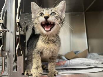 Rescue Domestic Short Hair Cats for Adoption in Grand Prairie, Texas - BULMA | PetCurious