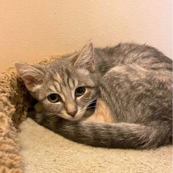 Candice -  Domestic Short Hair Cat for Adoption in Walnut Creek, California - Candice | PetCurious