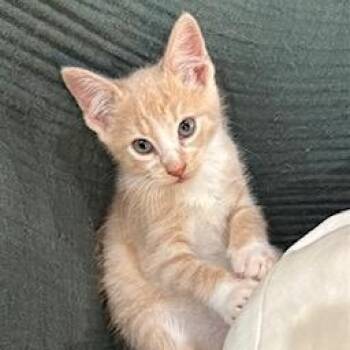 Bingo -  Domestic Short Hair Cat for Adoption in Southern Pines, North Carolina - Bingo | PetCurious