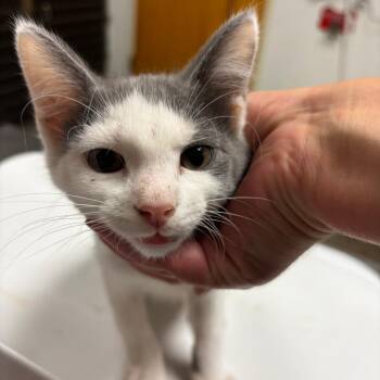 Guacamole -  Domestic Short Hair Cat for Adoption in Ottawa, Kansas - Guacamole | PetCurious