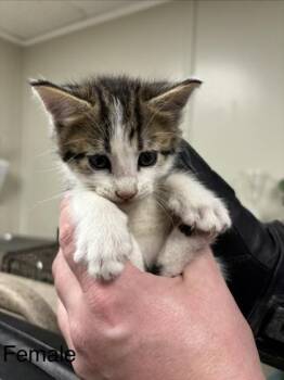 Iris -  Domestic Short Hair Cat for Adoption in Conway, Arkansas - Iris | PetCurious