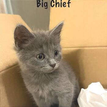 Big Chief -  Domestic Long Hair Cat for Adoption in Fredericksburg, Virginia - Big Chief | PetCurious