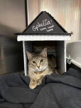 Domestic Short Hair Cats Available for Adoption - Ophelia | PetCurious