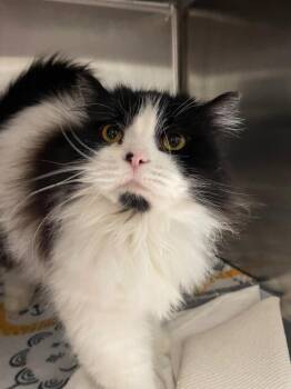 Persian Cats Available for Adoption in Chico, California - Caspin | PetCurious