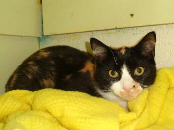 Rescue Calico Cats for Adoption in Delhi, New York - JANE | PetCurious