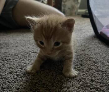 Billy Bates -  Tabby and Domestic Short Hair Cat for Adoption in Chandler, Arizona - Billy Bates | PetCurious