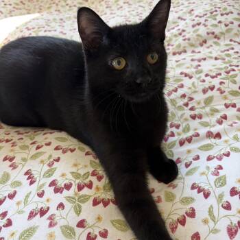 Anchovy -  Domestic Short Hair Cat for Adoption in North Huntingdon, Pennsylvania - Anchovy | PetCurious