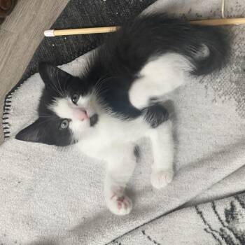 Domestic Short Hair Cats Available for Adoption in Austin, Texas - Batter Up 3 | PetCurious