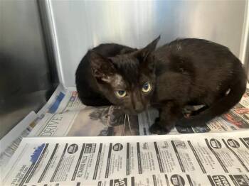 Domestic Short Hair Cats Available for Adoption in San Antonio, Texas - HUCKLEBERRY | PetCurious