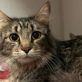 French Toast -  Domestic Medium Hair Cat for Adoption in Mason City, Iowa - French Toast | PetCurious