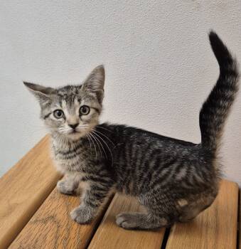 Rescue Domestic Short Hair Cats for Adoption in South Bend, Indiana - Firefly | PetCurious