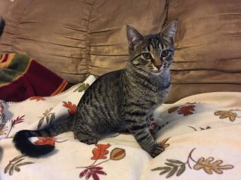 Tiger -  Domestic Short Hair Cat for Adoption in Blaine, Minnesota - Tiger | PetCurious