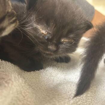 Sprite -  Domestic Short Hair Cat for Adoption in Asheville, North Carolina - Sprite | PetCurious