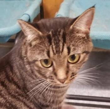Rescue Domestic Short Hair Cats for Adoption in Morganton, North Carolina - Rocky | PetCurious
