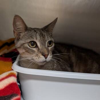 Pablo -  Domestic Short Hair Cat for Adoption in Titusville, Florida - Pablo | PetCurious