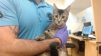 KIKO -  Domestic Short Hair Cat for Adoption in Doral, Florida - KIKO | PetCurious