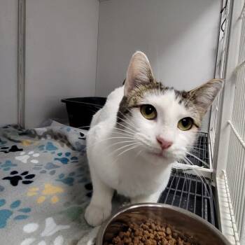 Rescue Domestic Short Hair Cats for Adoption in Duncan, Oklahoma - Tala | PetCurious