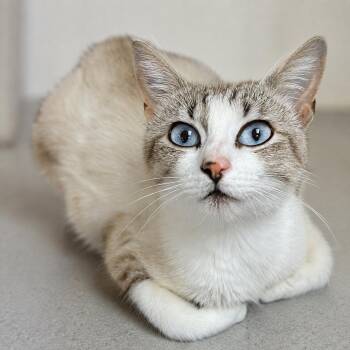 Saiorse -  Siamese and Tabby Cat Available for Adoption in Hillsboro, Texas - Saiorse | PetCurious