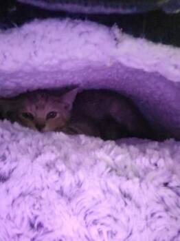 Sprite -  Domestic Short Hair Cat for Adoption in Fishers, Indiana - Sprite | PetCurious