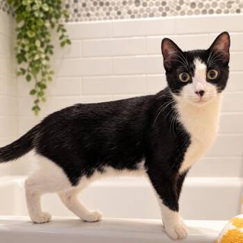 Annies -  Domestic Short Hair Cat for Adoption in Hopkinton, Massachusetts - Annies | PetCurious