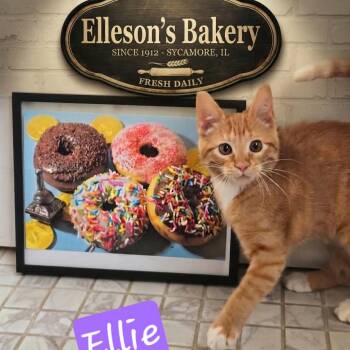 Elleson -  Domestic Short Hair Cat for Adoption in Dekalb, Illinois - Elleson | PetCurious