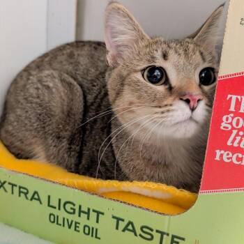 Marsha -  Domestic Short Hair Cat for Adoption in Norman, Oklahoma - Marsha | PetCurious