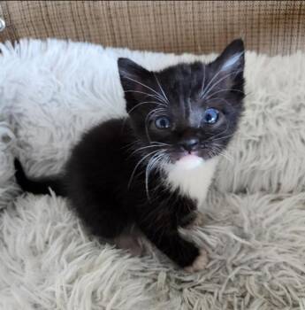 Domestic Short Hair Cats Available for Adoption in San Jacinto, California - Henley | PetCurious
