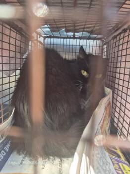 A820072 -  Domestic Long Hair Cat for Adoption in San Antonio, Texas - A820072 | PetCurious