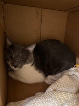 Batman -  Domestic Short Hair Cat for Adoption in Bloomington, Indiana - Batman | PetCurious