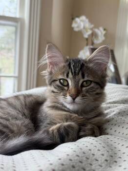 Tabby and Domestic Medium Hair Cats Available for Adoption in Bay City, Michigan - Pixie | PetCurious