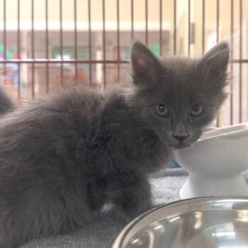 Squiggy -  Domestic Long Hair Cat for Adoption in Cheyenne, Wyoming - Squiggy | PetCurious