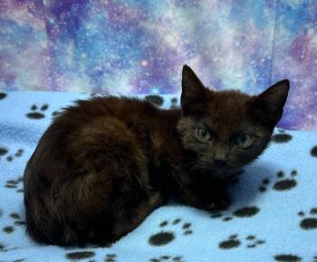 Domestic Medium Hair Cats Available for Adoption in Washington Court House, Ohio - Canasta | PetCurious