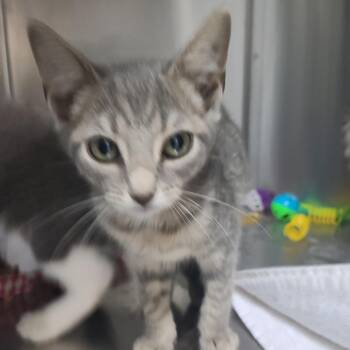 Wendigo -  Domestic Short Hair Cat for Adoption in Russellville, Kentucky - Wendigo | PetCurious