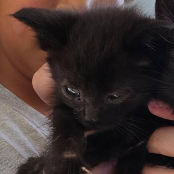 Flip -  Domestic Short Hair Cat for Adoption in Klamath Falls, Oregon - Flip | PetCurious